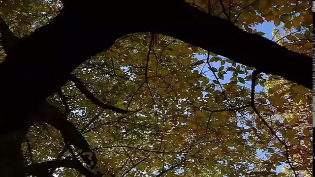 Vol - 2 Musica la mejor flauta de pan relajante y Piano Instrumental Pan Flute Music