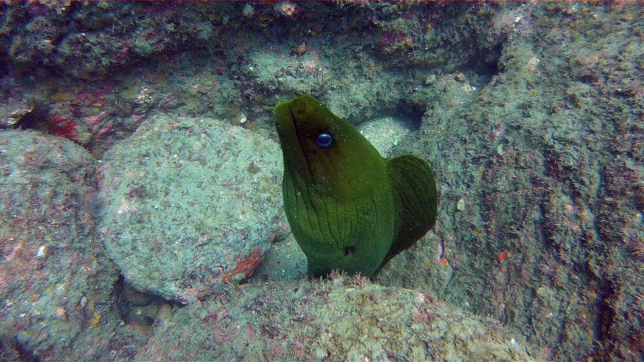 Apneia, mergulho contemplativo, Ubatuba, SP, Brasil, Marcelo Ambrogi, ILha do Prumirim, Litoral Norte, Ilhas e mares,