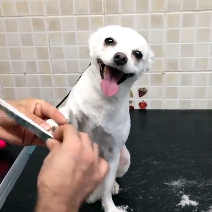 Dem Hund die Nägel feilen :D