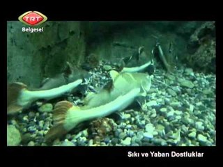 Sıkı ve Yaban Dostluklar 4