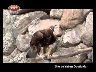 Sıkı ve Yaban Dostluklar 2