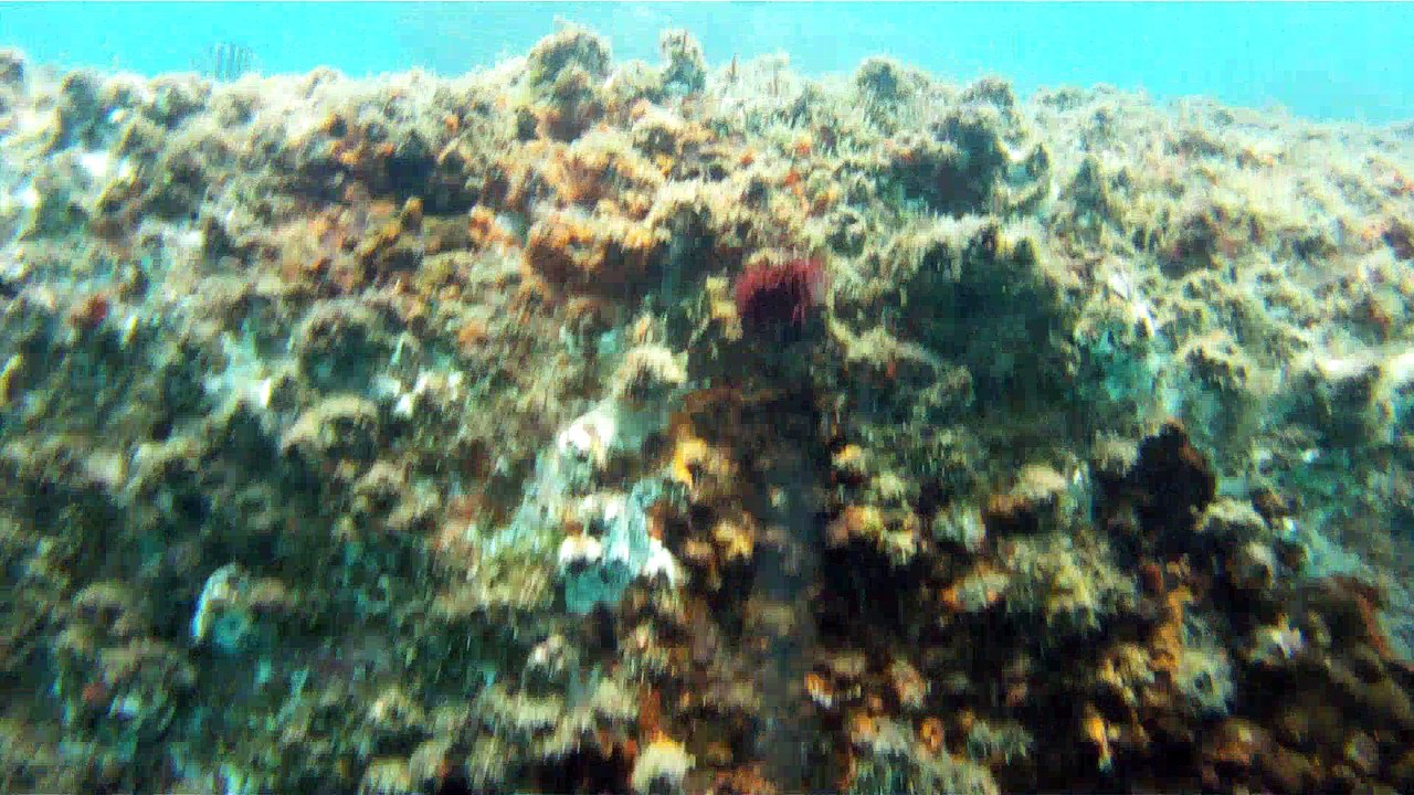 Apneia, mergulho contemplativo, Ubatuba, SP, Brasil, Marcelo Ambrogi, ILha do Prumirim, Litoral Norte, Ilhas e mares,