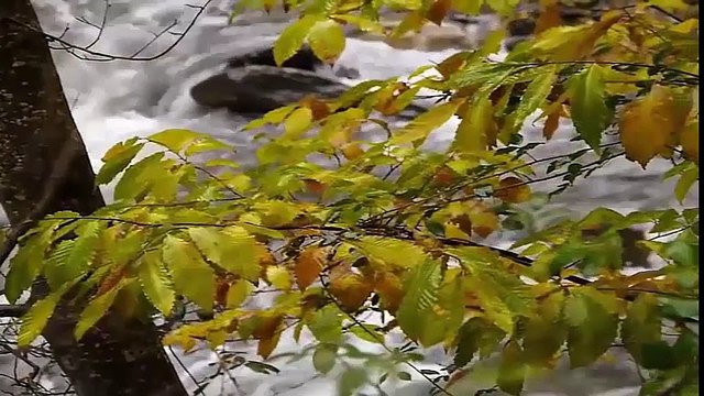 Volumen 3 la mejor Musica flauta de pan relajante y Piano Instrumental Pan Flute Music