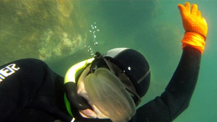 Apneia, mergulho contemplativo, Ubatuba, SP, Brasil, Marcelo Ambrogi, ILha do Prumirim, Litoral Norte, Ilhas e mares,