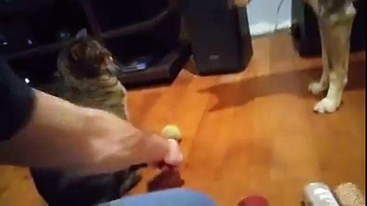 Gib mir die Pfote :D