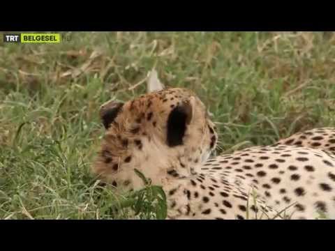 Yabancı Hayatı Keşfet - Fragman | TRT Belgesel