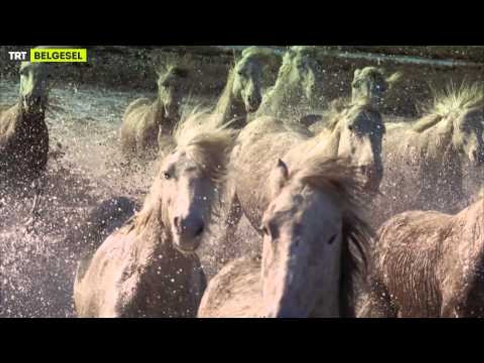 TRT Belgesel Yeni Dönem - Genel Tanıtım 2