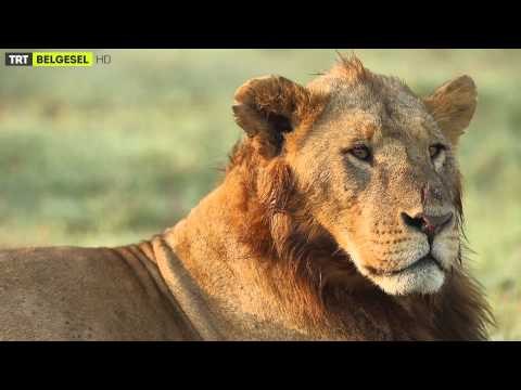 Yabancı Hayatı Keşfet - 5. Bölüm Fragman | TRT Belgesel