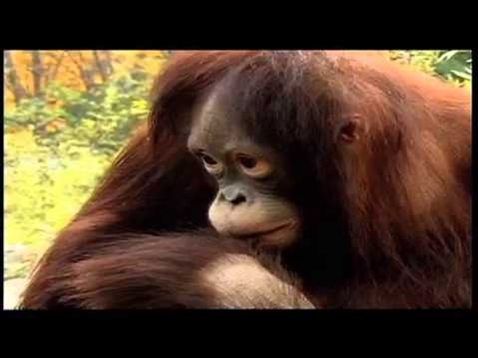 Yaşam Denen Mucizenin Eşsiz Yüzleri TRT Belgeselde...