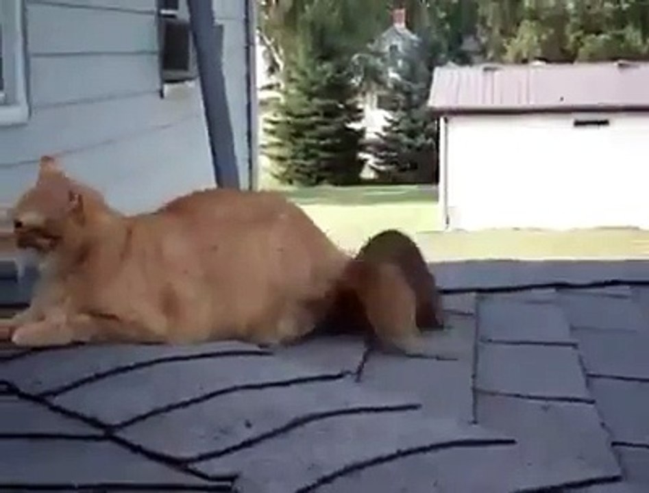 Eichhörnchen spielt mit Katze