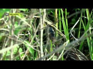 Çulha'nın Çilesi - Balabanların yuvası | TRT Belgesel