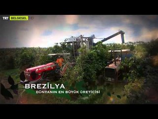 Kahvenin Dünya Serüveni - Fragman - TRT Belgesel