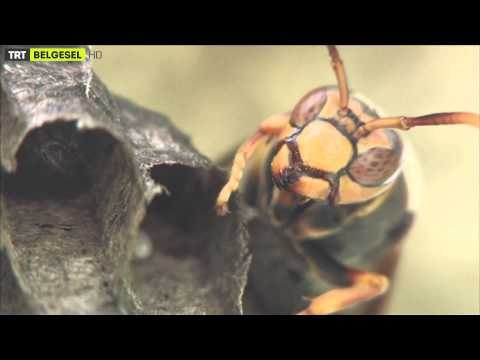 TRT Belgesel Yeni Dönem Tanıtım - Hayatla Yüzleşmeye Hazır Olun