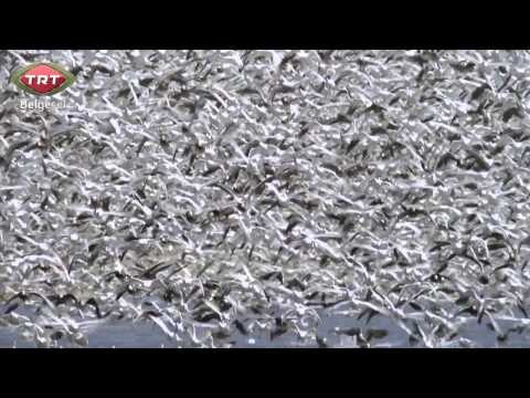 TRT Belgesel Yeni Dönem Tanıtım - Doğa