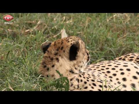 Yabancı Hayatı Keşfet - Fragman | TRT Belgesel