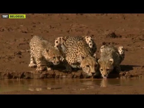 Vahşi Yaşam - Fragman - TRT Belgesel