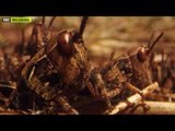 Çekirge İstilası - Fragman - TRT Belgesel