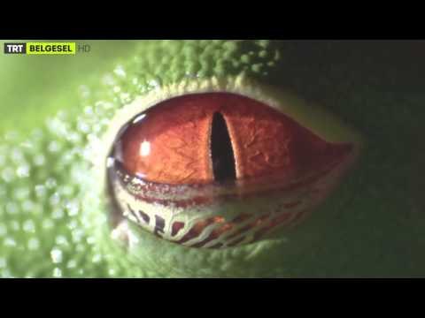 Doğa Nasıl Çalışır - Fragman - TRT Belgesel