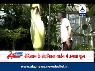 Belgium's 8-feet stinky corpse flower in bloom