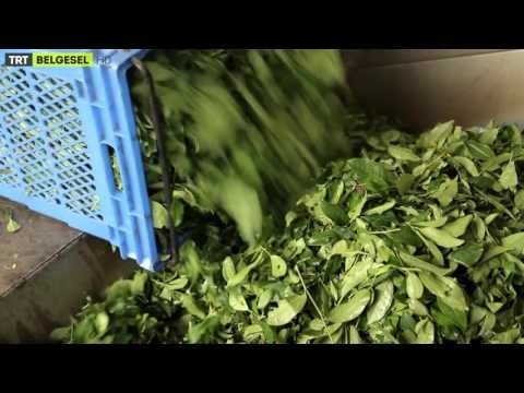 Yeşilin Buğusu - 1. Bölüm Fragman - TRT Belgesel