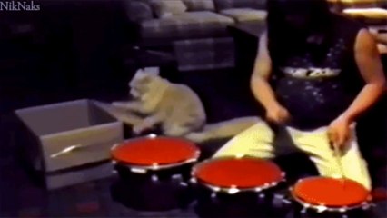 sweet & lucky cat´s