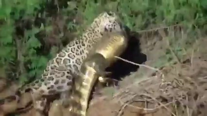 Leoparın Timsah Avı