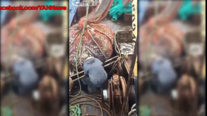 would this count as bycatch or is there quota for one of these somewhere