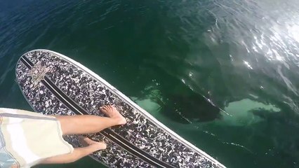 A very tense moment on a paddle board