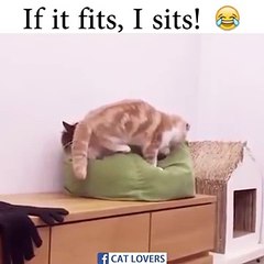 "Mais si, il y a de la place ! On va pouvoir partager !"... REGARDEZ l'expression de l'autre chat lorsque ce félin fait