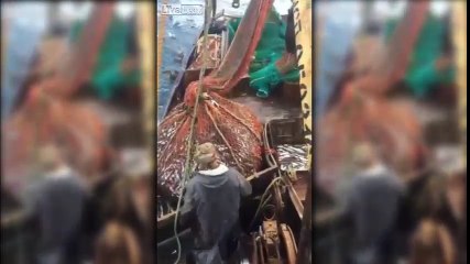 would this count as bycatch or is there quota for one of these somewhere