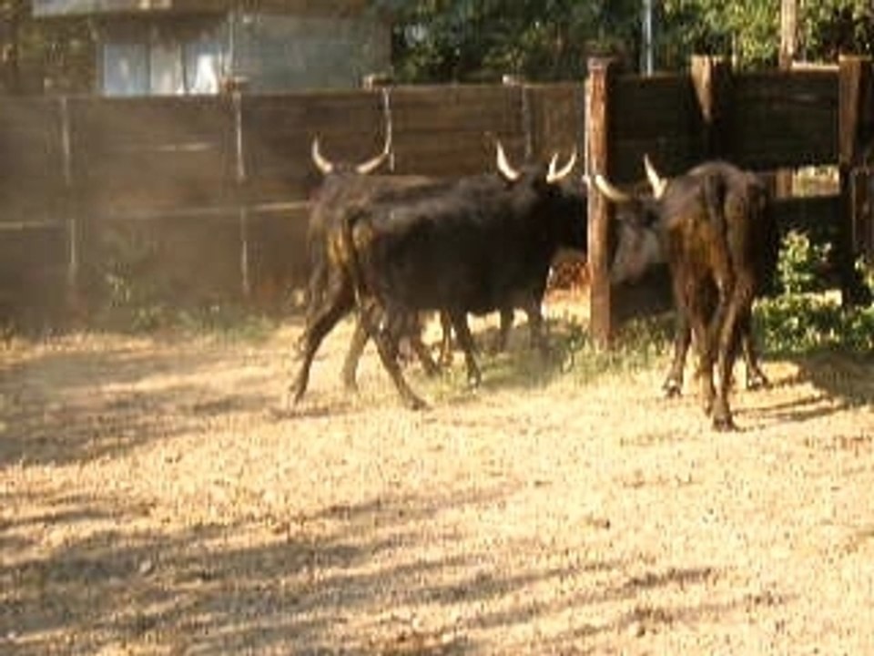Taureau dans enclos
