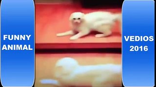 Cats Vine Recompilation 2016