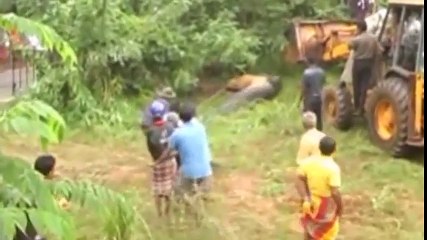 Giải cứu cá sấu dài 5 mét mắc kẹt dưới kênh đào