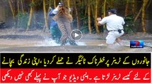 Veteran Animal Trainer Fights for His Life After Tiger Attack - Caught on Tape
