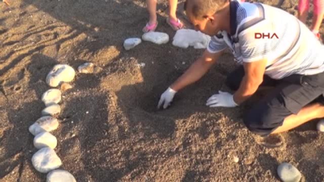 Kemer'de 9 Bin 610 Yavru Caretta Caretta Denizle Buluştu