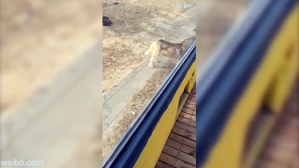 Phẫn nộ chú chó husky bị nhốt trong chuồng sói và bị cắn tơi tả