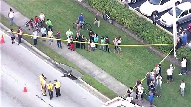 2 aigles d'amérique coincés dans une bouche d'égout sous un trottoir