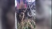 Anaconda de 6m de long dans un arbre !!!