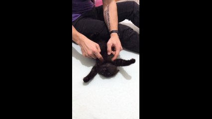 Ce chaton adore tellement se faire gratouiller le bide !