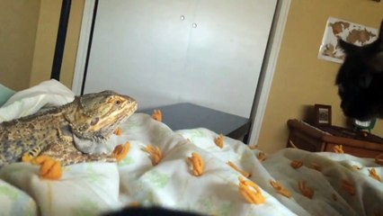 Amitié entre un chat et un Iguane... QUOI ?