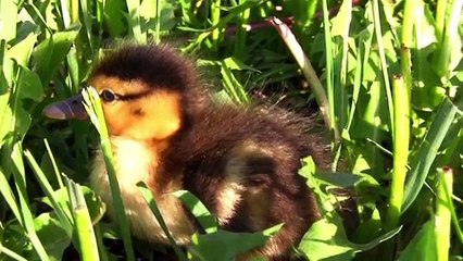 True Facts About The Duck