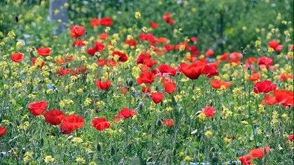 arkası yarın, bant tiyatrosu,petrol rengi pantolon
