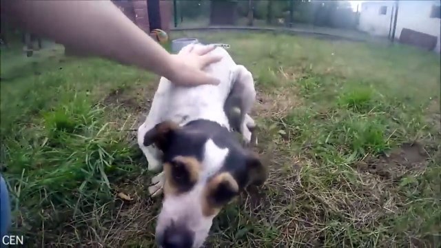 Porta Ancora I Segni Di Una Vita Trascorsa In Gabbia, Ma La Sua Gioia Ci Scalda Il Cuore