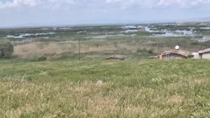 Eber'de Ilk Kez "Saz Kedisi" Görüntülendi