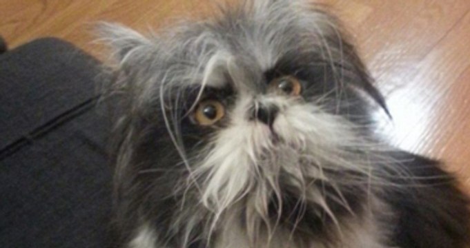 Fotoğraftaki Hayvan Kedi mi Yoksa Köpek mi?