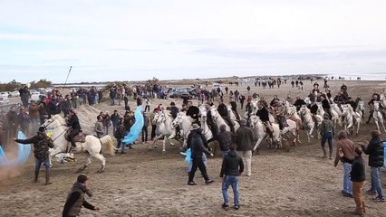 C'est parti pour le festival d'abrivado aux Saintes