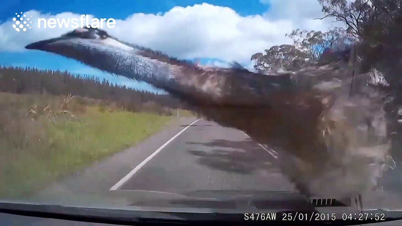Emu hit by car