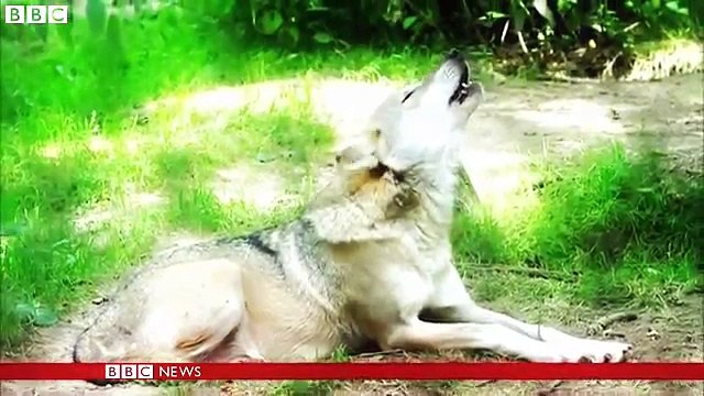 National Geographic-The evolution of Dogs from Wolves-Documentary 2016