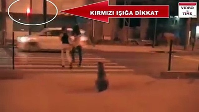 Perro obedece las señales y las personas no