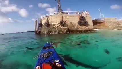 Ce kayakiste va se retrouver encercler par des requins qui vont essayer de l'attaquer